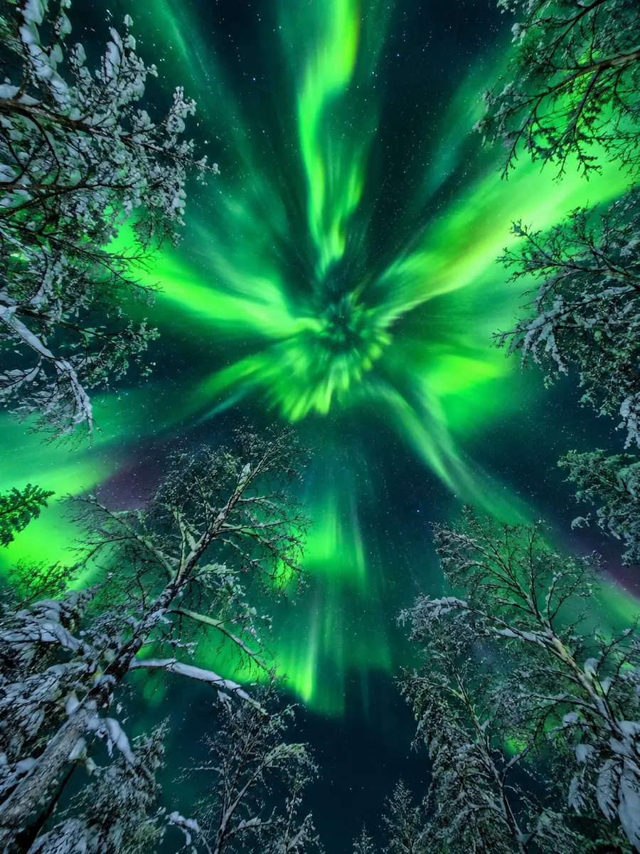 Eine grüne Aurora-Korona direkt über Ihnen, gesehen durch schneebedeckte Birken